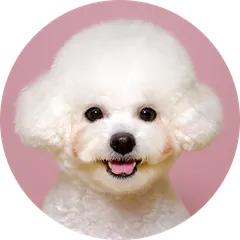 ビション