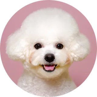 비숑
