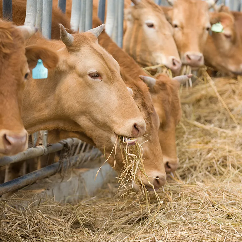 A cow eating rice straw