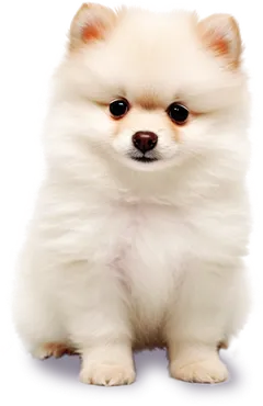 ポメラニアン