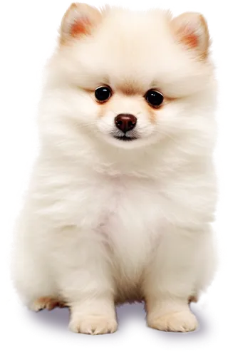 포메라니안