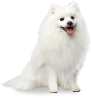 스피츠